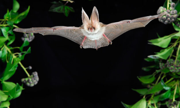 Fledermaus-Safari durch das Plöner Schlossgebiet