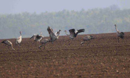 „Im Reich der Göttervögel“ – Geführte Kranichtouren