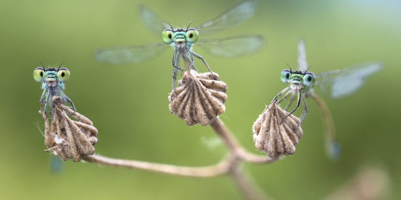 Auftaktveranstaltung „Facettenreiche Insekten“