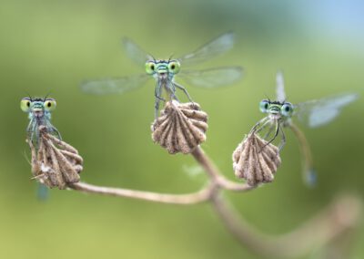Auftaktveranstaltung „Facettenreiche Insekten“