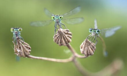 Auftaktveranstaltung „Facettenreiche Insekten“
