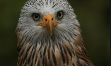 Der Rotmilan – Botschafter unserer Kulturlandschaft