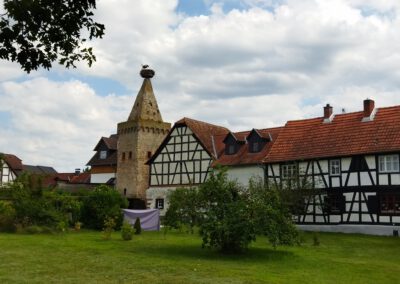 Ochsen, Störche und Bananen