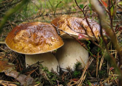 Warum das Sammeln von Pilzen im Nationalpark verboten ist