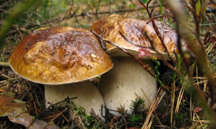 Warum das Sammeln von Pilzen im Nationalpark verboten ist