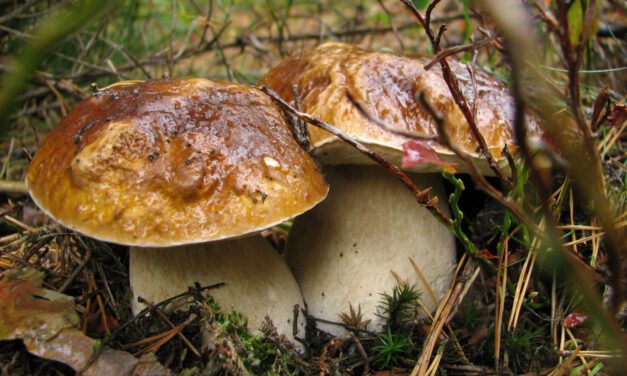 Warum das Sammeln von Pilzen im Nationalpark verboten ist