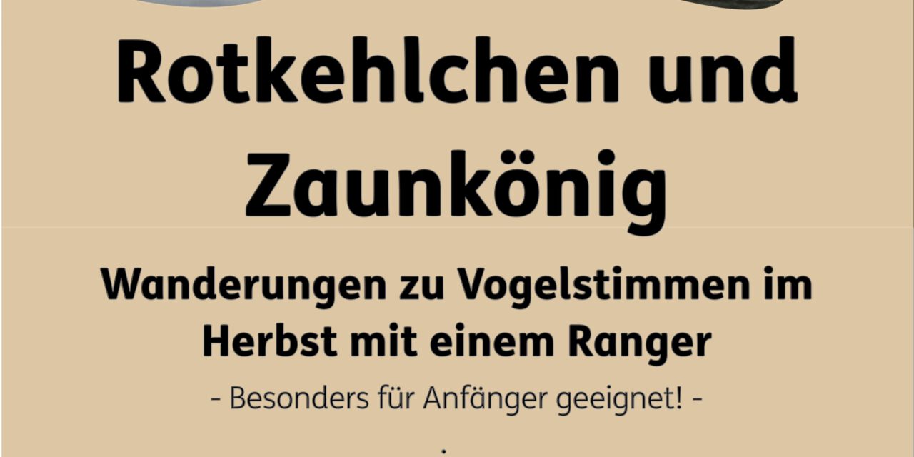 Rotkehlchen und Zaunkönig