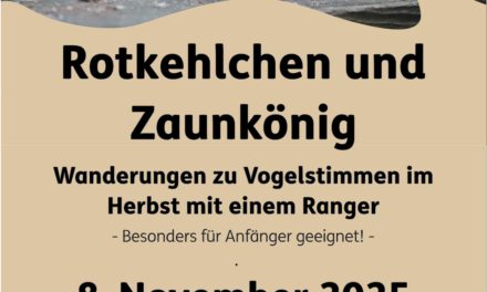 Rotkehlchen und Zaunkönig