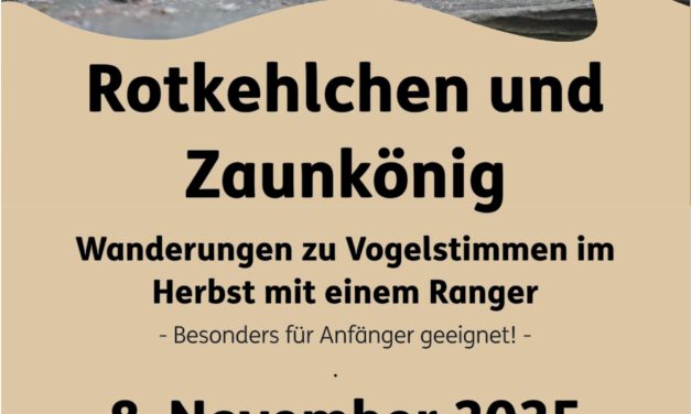 Rotkehlchen und Zaunkönig