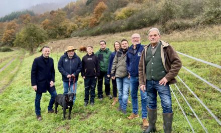 Tierische Landschaftspfleger fürs Meerfelder Maar