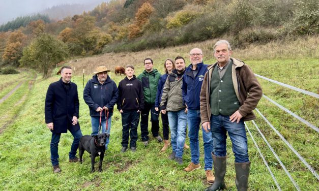 Tierische Landschaftspfleger fürs Meerfelder Maar